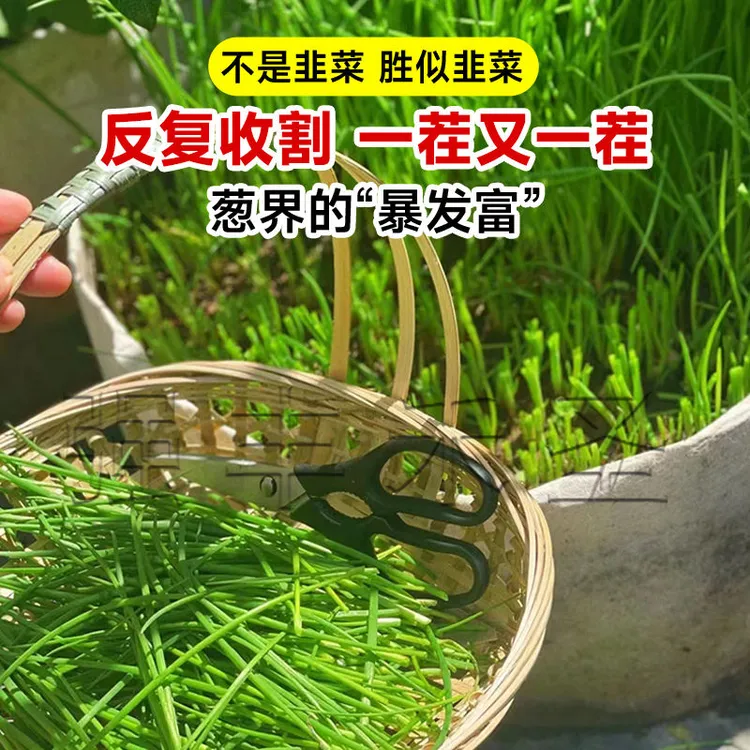 QF四季小香葱籽小香葱种子阳台室内盆栽葱种子蔬菜种子家庭强丰