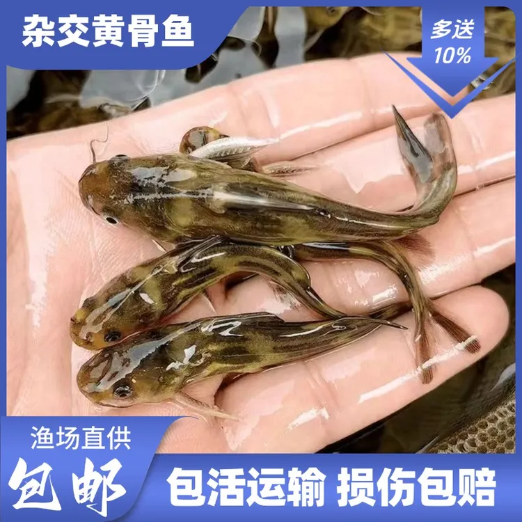 黄骨鱼黄辣丁黄姑鱼活体淡水宠物观赏养殖