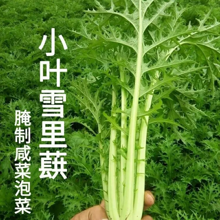 雪里红菜种子雪里蕻菜籽儿南北方咸菜梅干菜种可盆栽蔬菜种子商品图