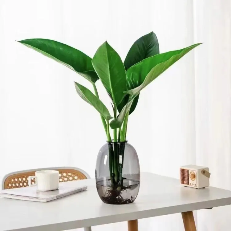 大叶金钻水培绿植室内好养吸甲醛桌面植物客厅盆栽花卉