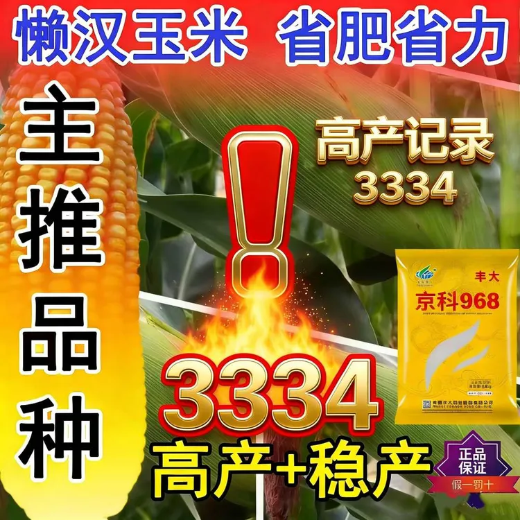 四国审正品京科968矮杆大棒抗病抗虫抗旱高产玉米种子适应性广商品图