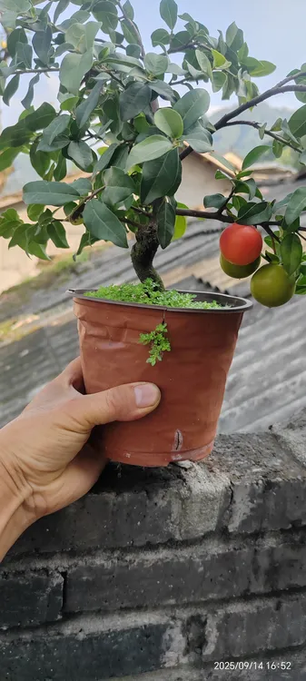 金弹子嫁接状元红小品素材