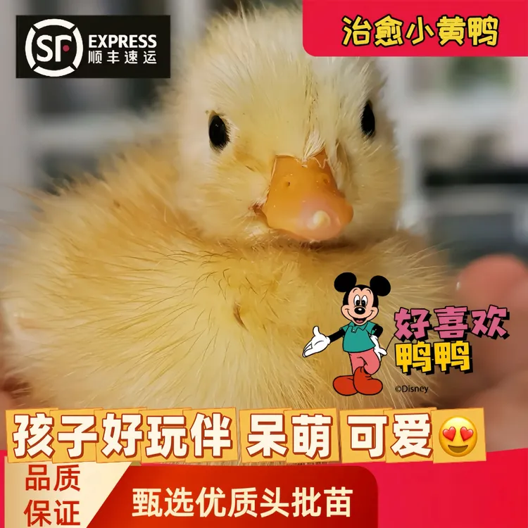 【活体】小黄鸭幼崽柯尔鸭活苗网红小黄鸭买一送一顺丰包邮宠物鸭