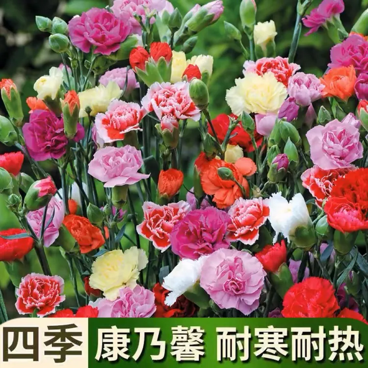 多色重瓣康乃馨花种子耐热耐寒多年生好种四季开花盆栽阳台室内外商品图