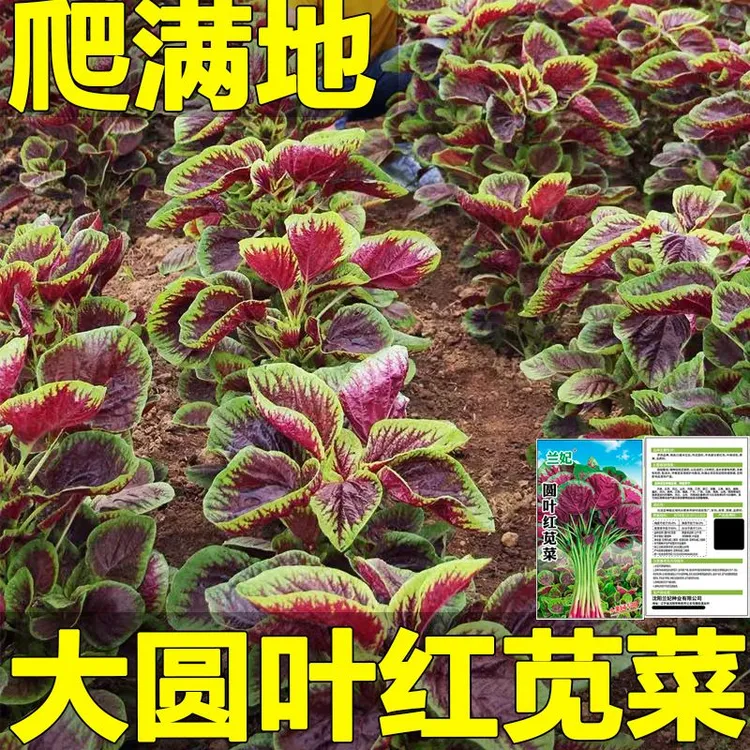 红苋菜种子大叶四季播大圆叶苋菜籽阳台盆栽蔬菜汉菜菜籽春播夏播