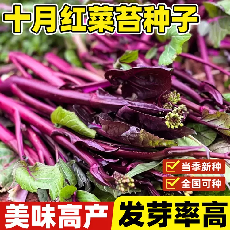 十月红菜苔种孑四季播红菜苔种子易养活家庭种植阳台庭院蔬菜种子