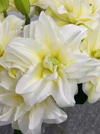 秋百合1颗进口【泽塔】17/19重瓣香水百合花球庭院阳台花球