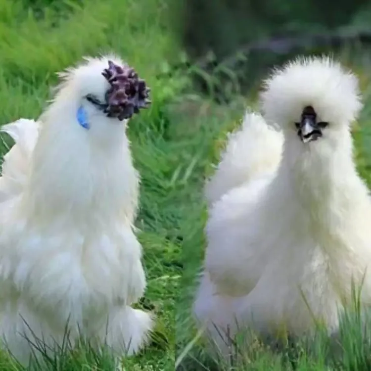 宠物鸡 白凤乌鸡 12只