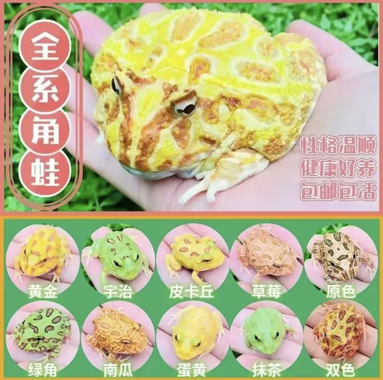 南美角蛙宠物异宠小宠物两栖爬宠