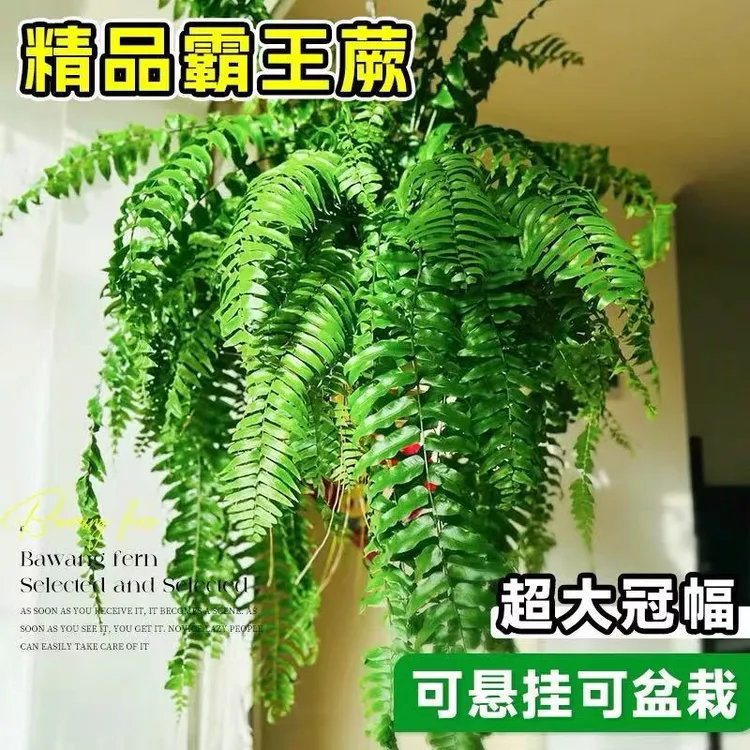 霸王蕨大盆大型长叶垂吊肾蕨客厅室内盆栽禅意室内大型绿植植物