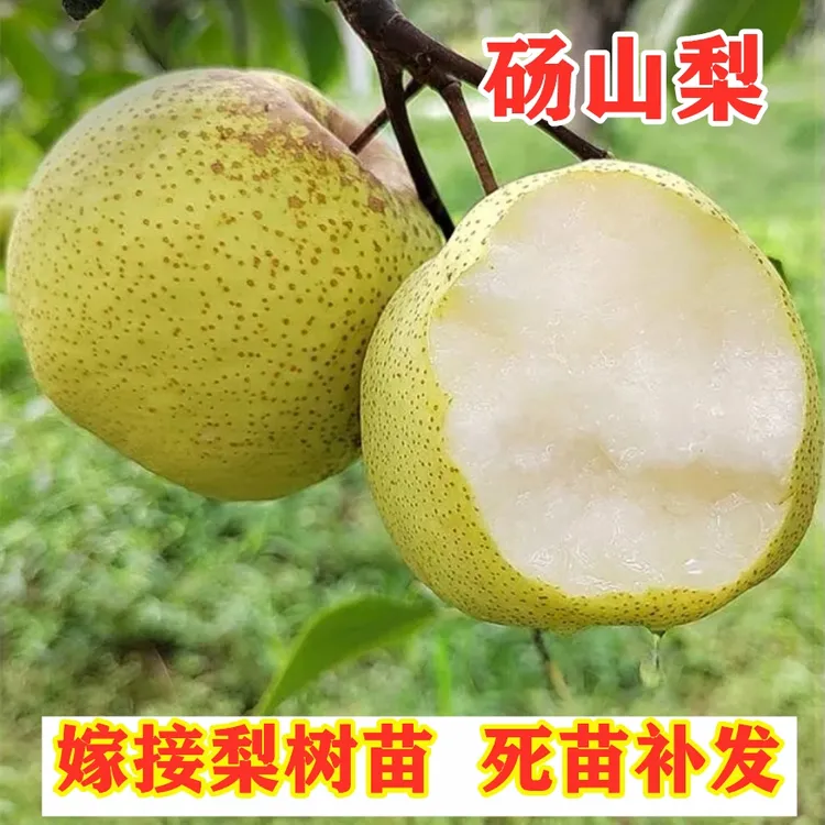 安徽砀山酥梨树苗南方北方种植嫁接晚熟脆甜梨苗盆栽地栽当年结果