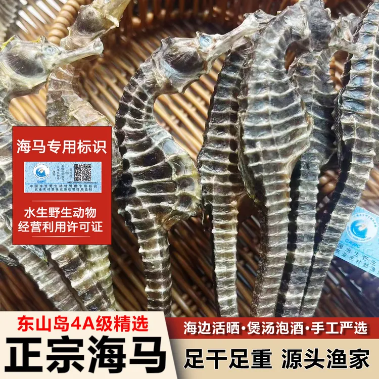 【大马热销款】 东山岛 4A级 正宗新晒海马干 煲汤泡酒专用滋补佳品