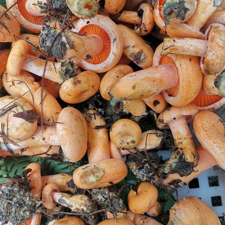 顺丰新鲜现采现发野生菌蘑菇枞菌寒菌松树菌重阳菌雁来蕈雁鹅菌