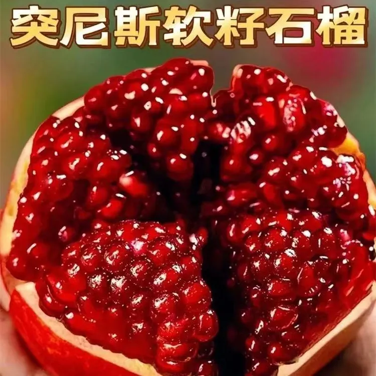 软籽石榴树嫁接大红袍石榴盆栽地栽南北方种植果树苗石榴树苗耐寒