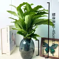 青纹竹芋水土培植物盆栽室内四季常青好养客厅办公室绿植