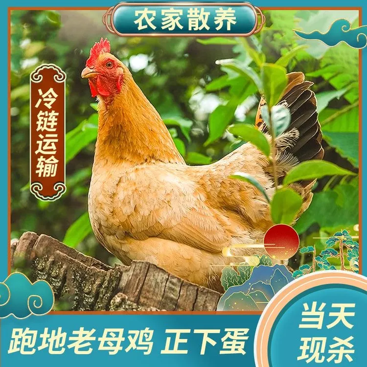【4只老母鸡】3年老母鸡带内脏买三送一共10斤新鲜现杀溜达鸡整鸡 
