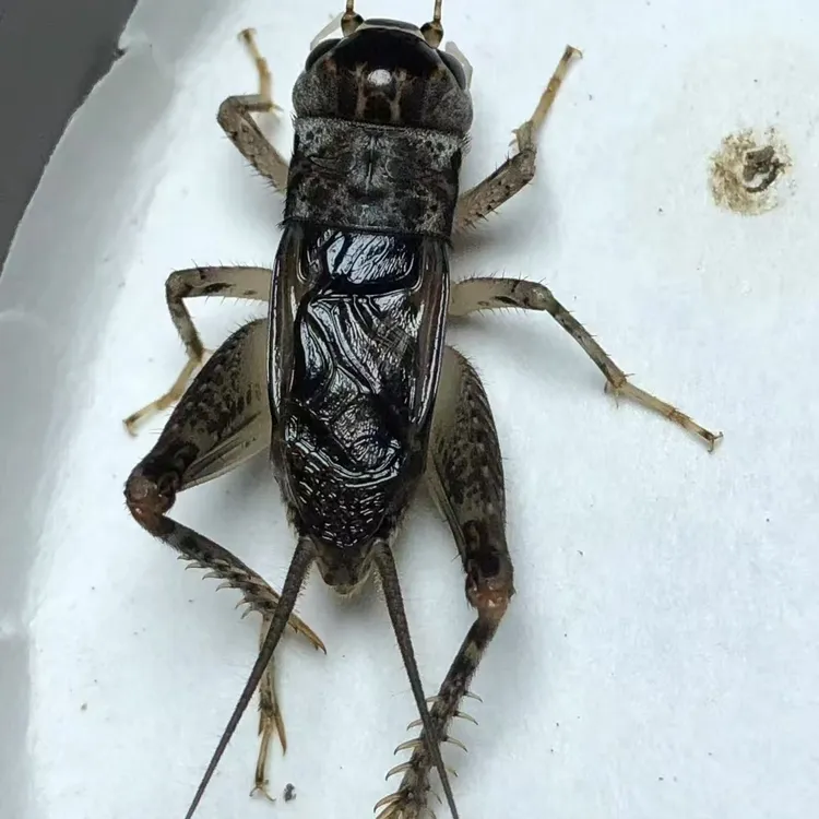 曲阜纯野生蟋蟀（蛐蛐），保野生保品质