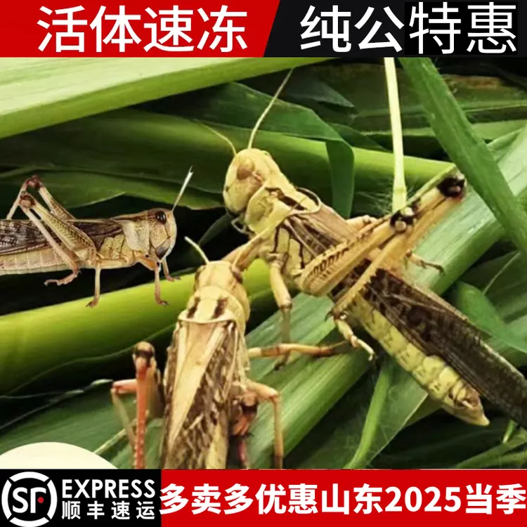 新店特惠当季新鲜蚂蚱蝗虫蚱蜢纯公速冻油炸烧烤顺丰包邮鸟饲料