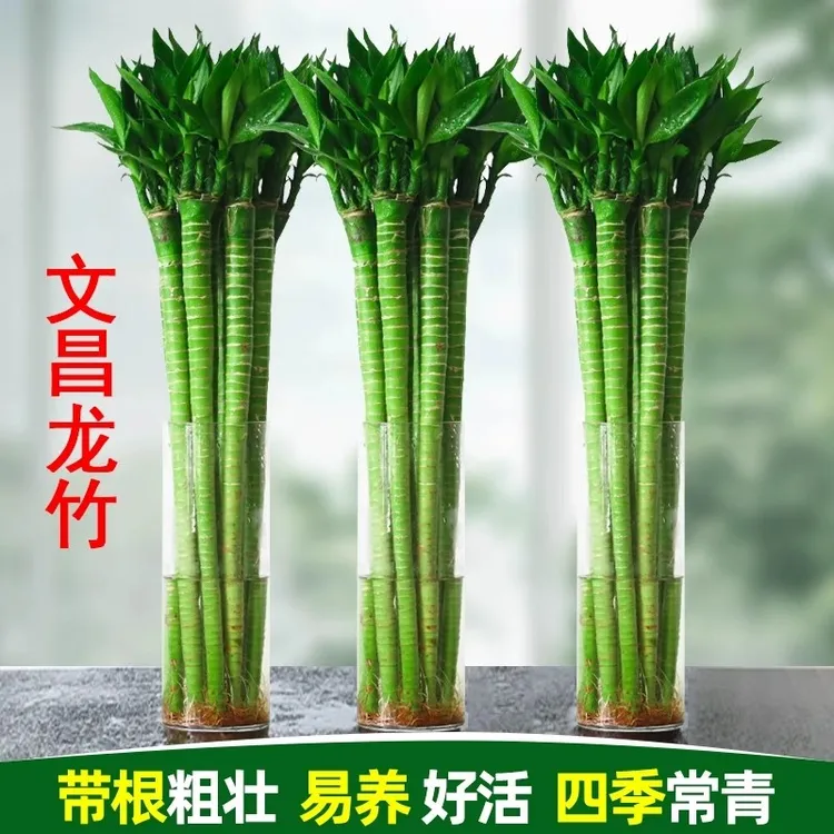 文昌竹龙竹4支带根水养富贵转运竹节节高水培植物室内客厅植物