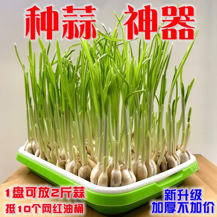 育苗盘育苗盒家用无土栽培水培小麦苗种植盘芽苗菜育苗盆
