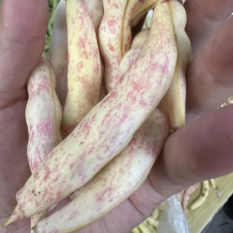 东北红金勾非黄金勾蔬菜豆角