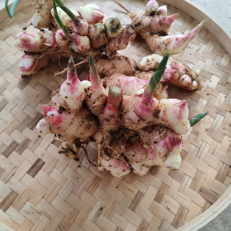 云南现挖红芽嫩小黄姜新鲜当季蔬菜可做泡姜口感脆嫩3斤装