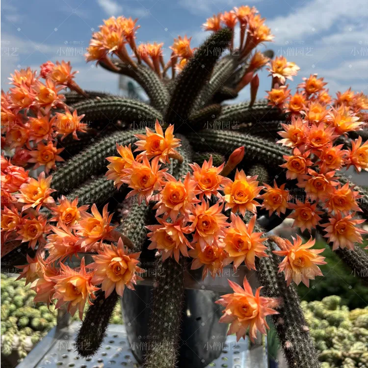 垂吊金妞群生仙人球开花多肉植物盆栽园艺耐热绿植原盆原土发货