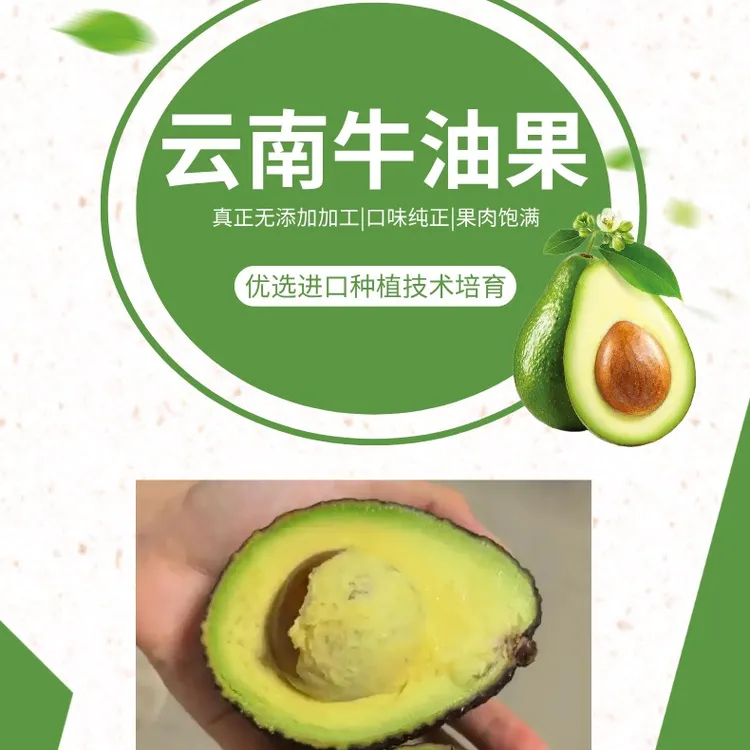 国产云南牛油果新鲜水果口感绵密丝滑清香奶油口感宝宝健康辅食