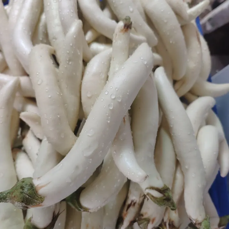 潮汕新鲜当季白茄农家露天种植软糯香甜现摘现发