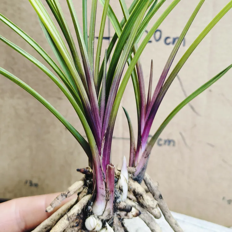 蕙兰红香妃原生红草好养浓香兰花阳台绿植花卉盆栽