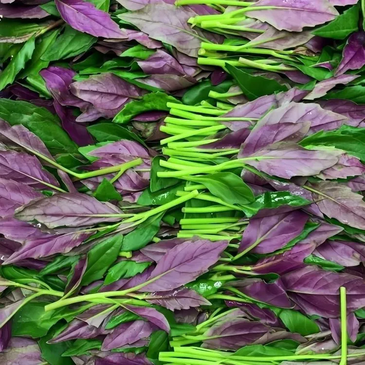 【血皮菜种子】家庭阳台小院盆栽地栽四季种植