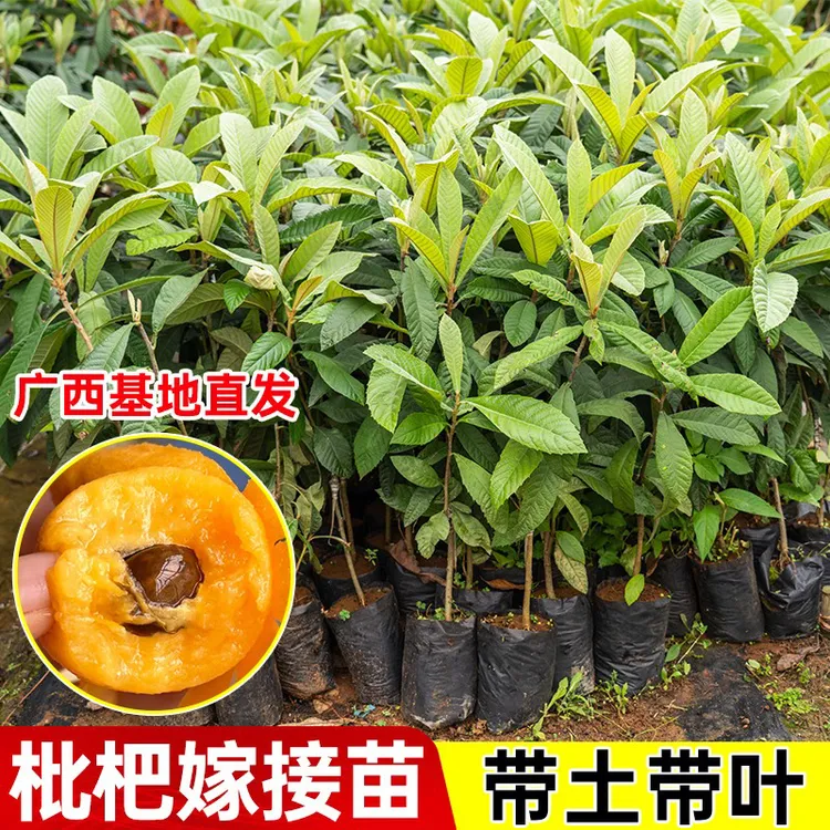 大五星枇杷树苗嫁接好枇杷树