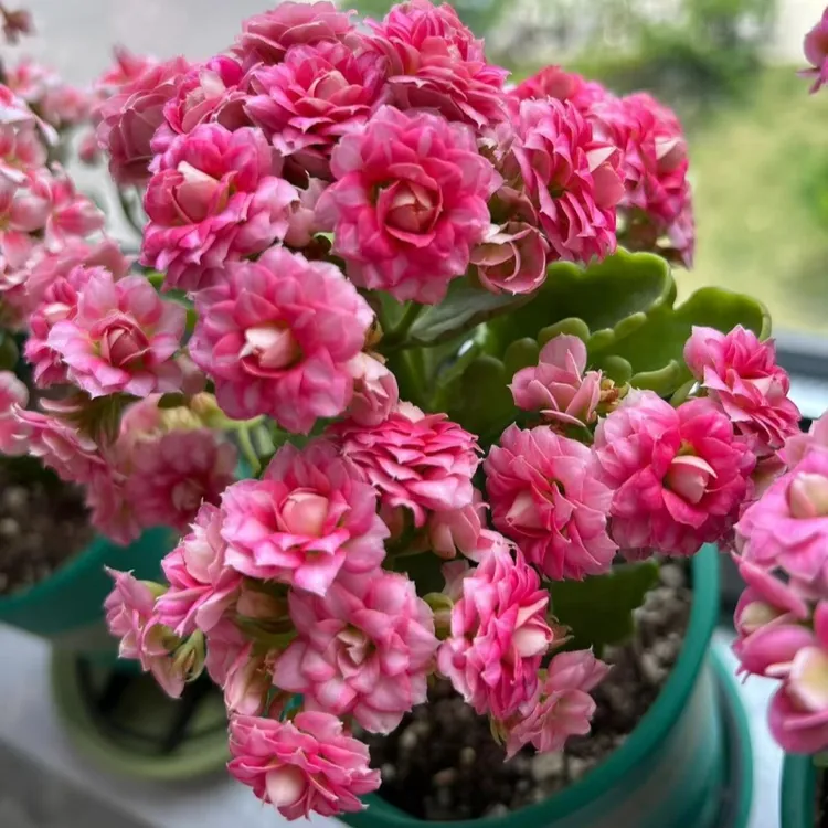 【维多利亚】稀有重瓣花长寿花盆栽室内四季开花好养绿植花卉客厅花