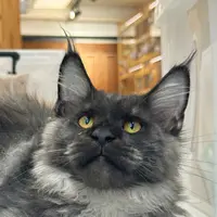 来了姊妹-烟灰缅因猫-弟弟-04