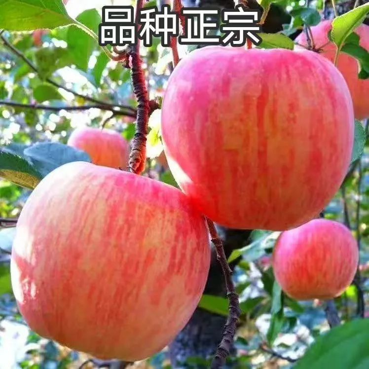 山东烟台栖霞红富士嫁接苹果苗新2001条红苹果水晶红富士苹果树苗