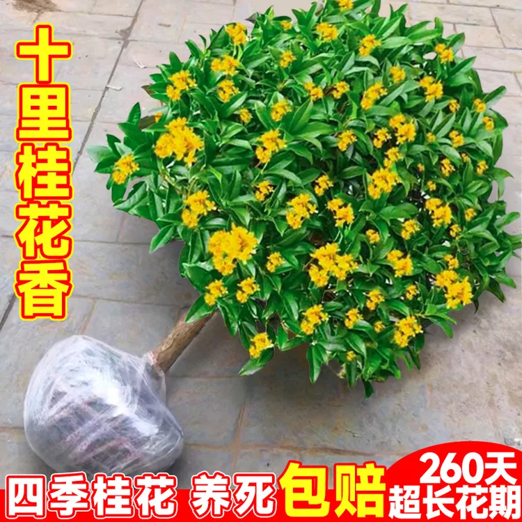 桂花树苗盆栽可食用金桂四季桂开花大树室内外阳台庭院浓香型花卉