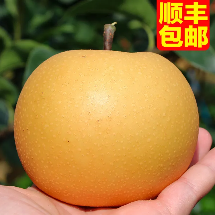 顺丰送货上门~正宗山东烟台莱阳秋月梨酥脆无渣4.5斤包邮烟台发货