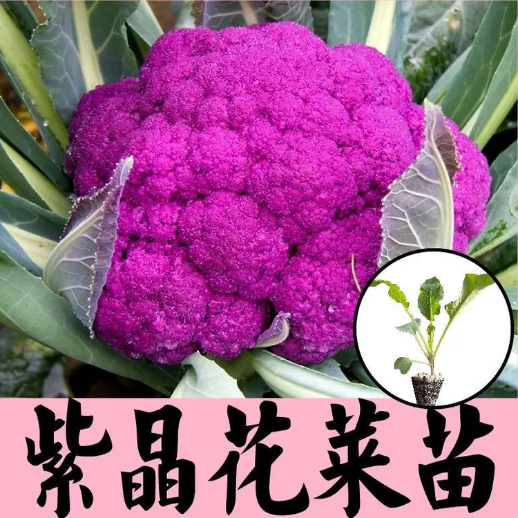 紫色花椰菜苗秧松花菜花紫晶一号种子四季大田宝塔菜稀有彩色菜苗