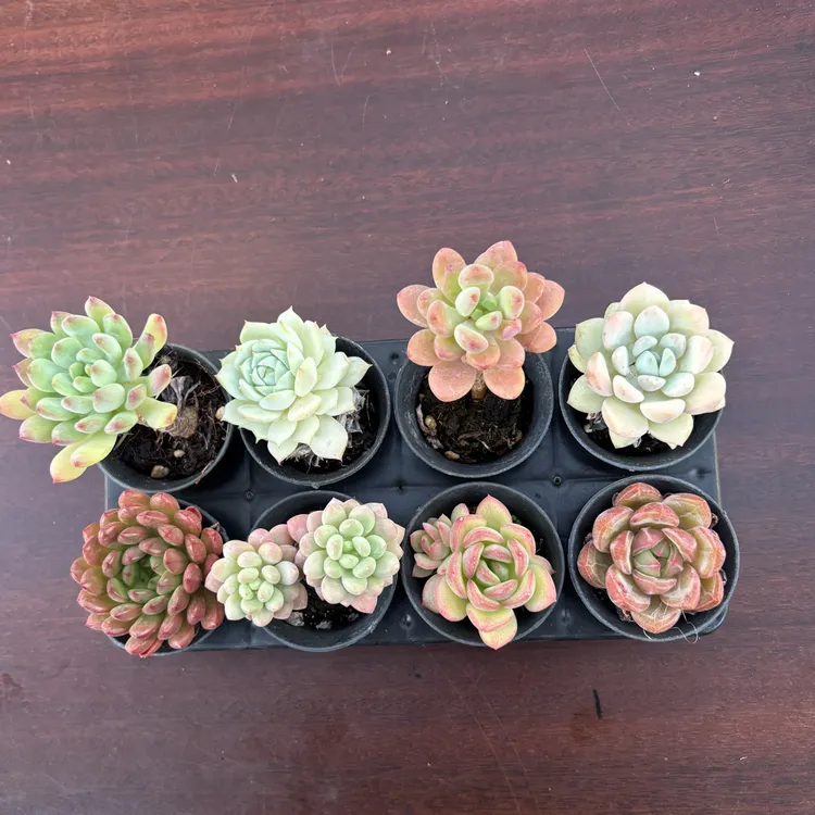多肉植物八颗组合