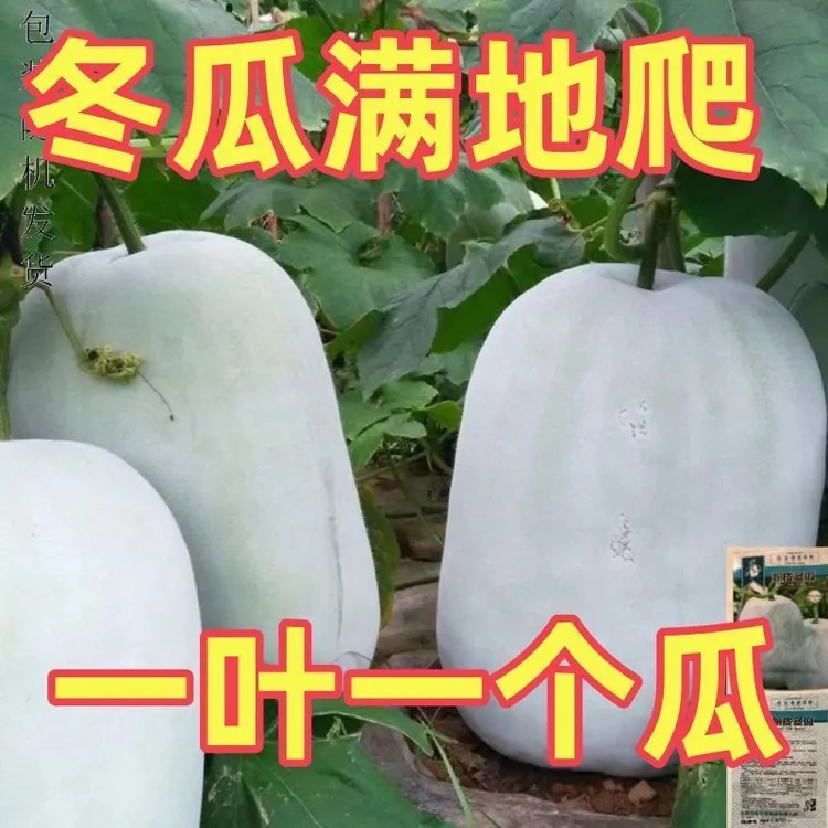 爬满地白皮冬瓜特大粉皮冬瓜种子种籽苗阳台四季东瓜巨