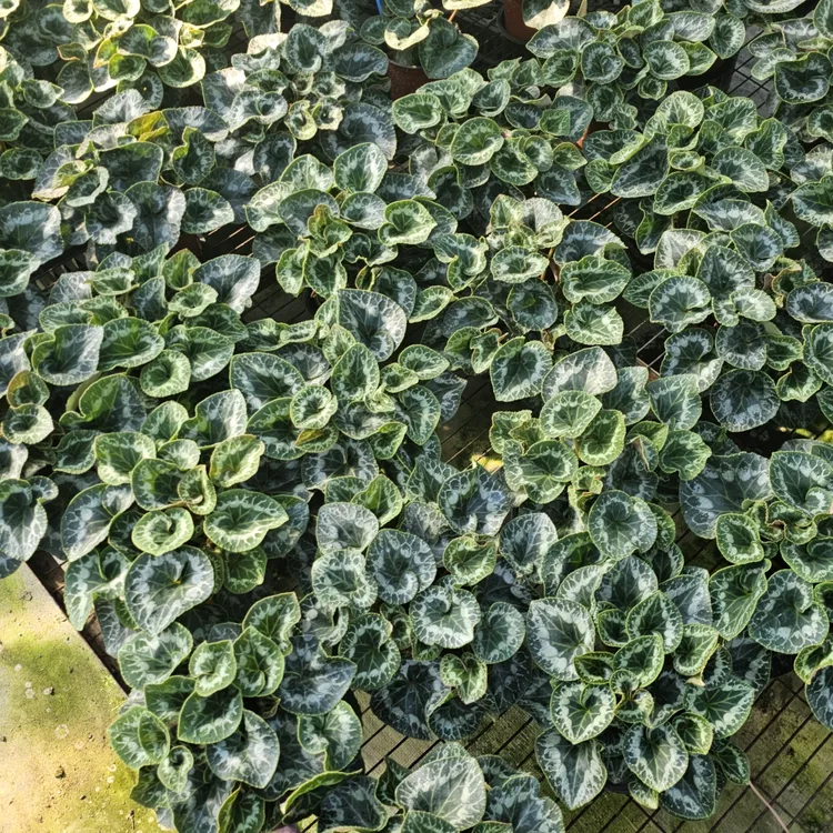 三色仙客来带花苞发货 三个包邮48.8