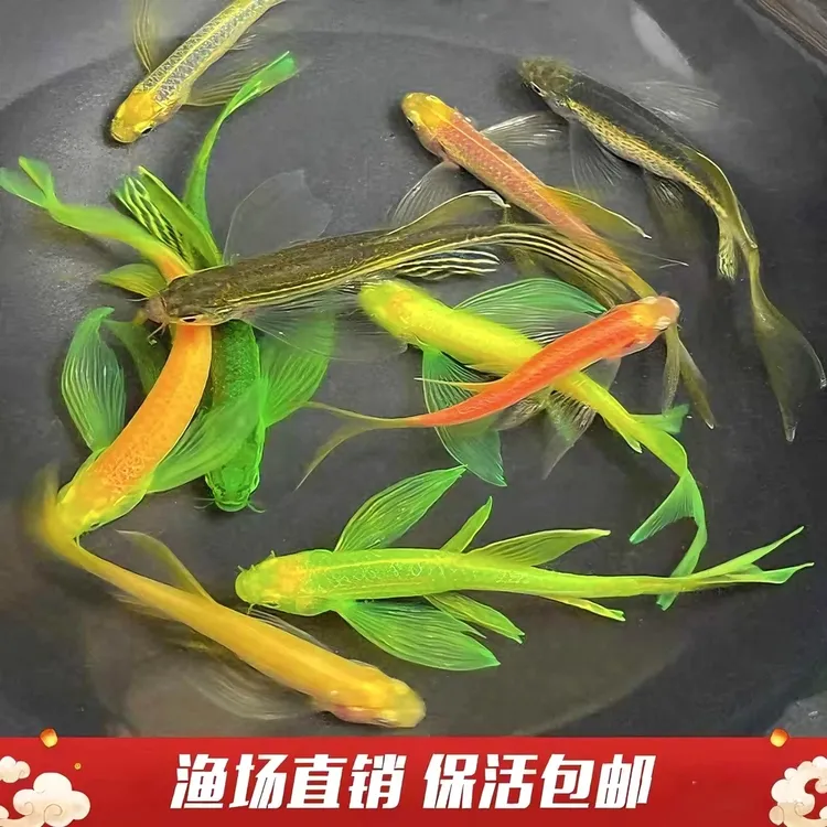 蝶翼斑马鱼长尾长鳍热带淡水观赏鱼好养活小型活体宠物灯科鱼群游