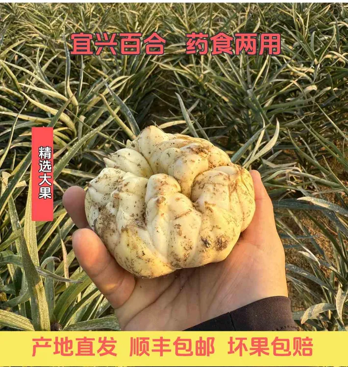 （大果3斤）25年现挖宜兴鲜百合