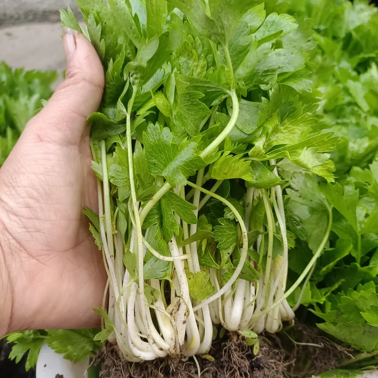 四川白芹菜秧苗盆栽庭院可种带泥发货