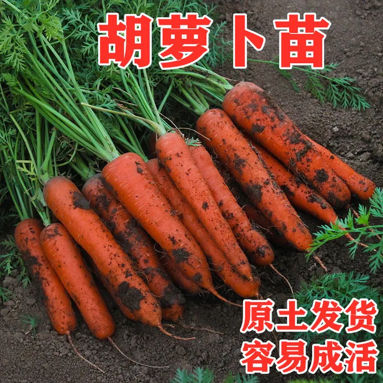 水果胡萝卜苗八寸参四季蔬菜秧苗西蓝花菜大白菜甘蓝苗阳台盆栽种