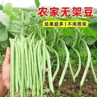 （全场满5元包邮）无架四季豆种子矮生不搭架阳台可盆栽蔬菜青菜种