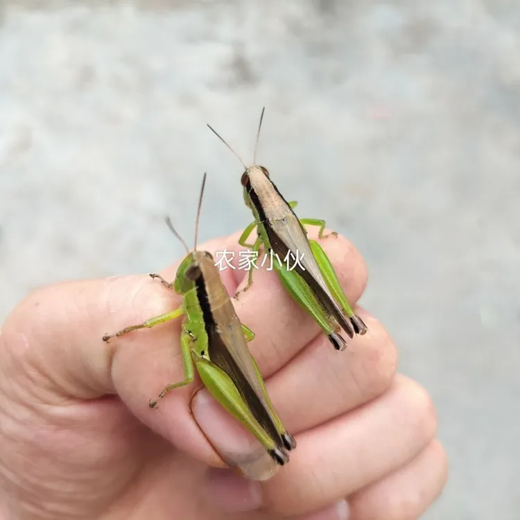 纯野生稻蝗活虫画眉换毛提性壮膘必备活虫可钓鱼喂鸟