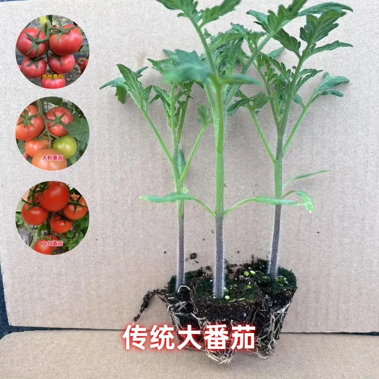 秋冬沙瓤西红柿苗大粉番茄苗洋柿子苗番茄普罗旺斯批发新鲜蔬菜苗