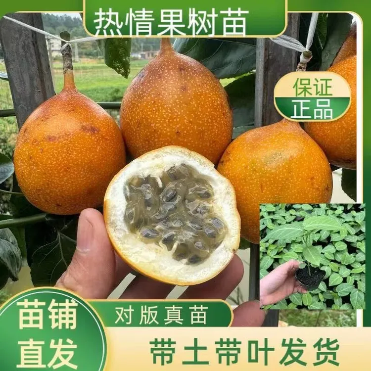 (顺丰包邮)哥伦比亚热情苗热情果苗纯甜无酸盆栽地栽新鲜爬藤耐寒商品图