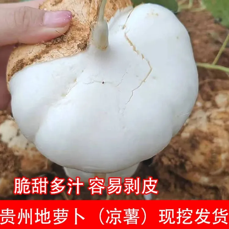贵州新鲜地萝卜【现挖】凉薯地瓜白土瓜水果园专用农家自种1-9斤装